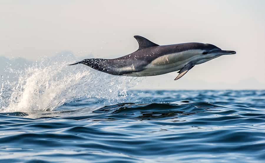 From Tauranga: Dolphin and Wildlife Cruise - Searching the Bay of Plenty for dolphins