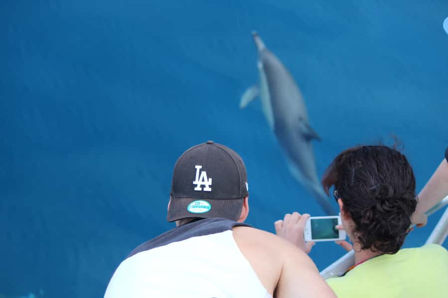 From Tauranga: Dolphin and Wildlife Cruise - Captain commentary and the crew’s role