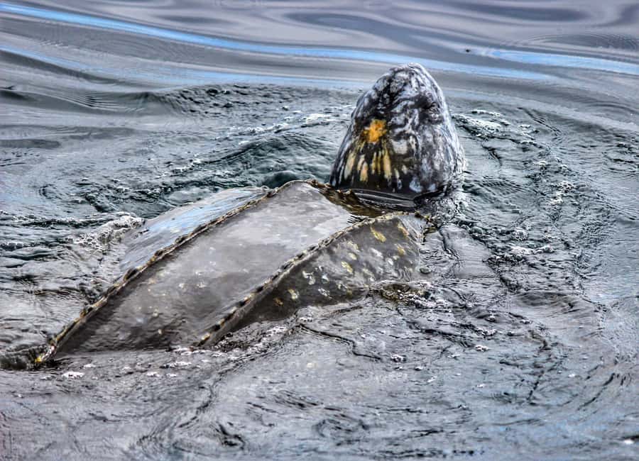 From Tauranga: Dolphin and Wildlife Cruise - Is the $104 price good value?