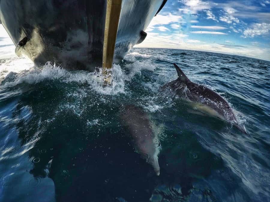 From Tauranga: Dolphin and Wildlife Cruise - Who should book this cruise?