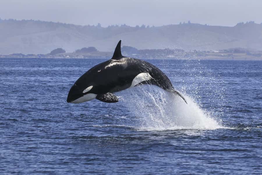 From Tauranga: Dolphin and Wildlife Cruise - Mauao and the Tauranga Harbour Bridge