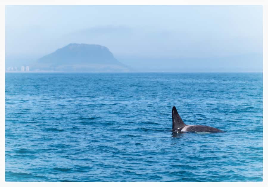 From Tauranga: Half-Day Swimming with Dolphins Tour - Key points to know before you book