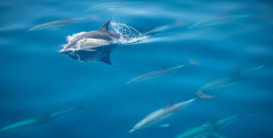 From Tauranga: Half-Day Swimming with Dolphins Tour - The marina briefing and boat departure
