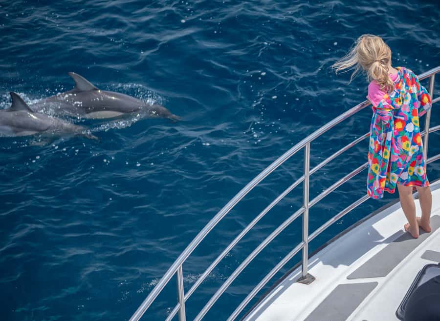 From Tauranga: Half-Day Swimming with Dolphins Tour - Watching dolphins from the bow