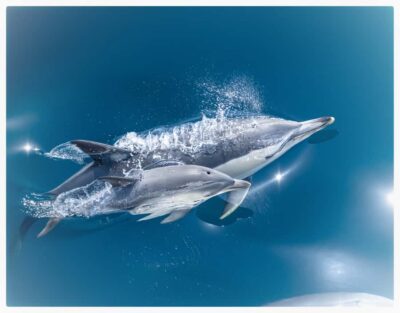 From Tauranga: Half-Day Swimming with Dolphins Tour