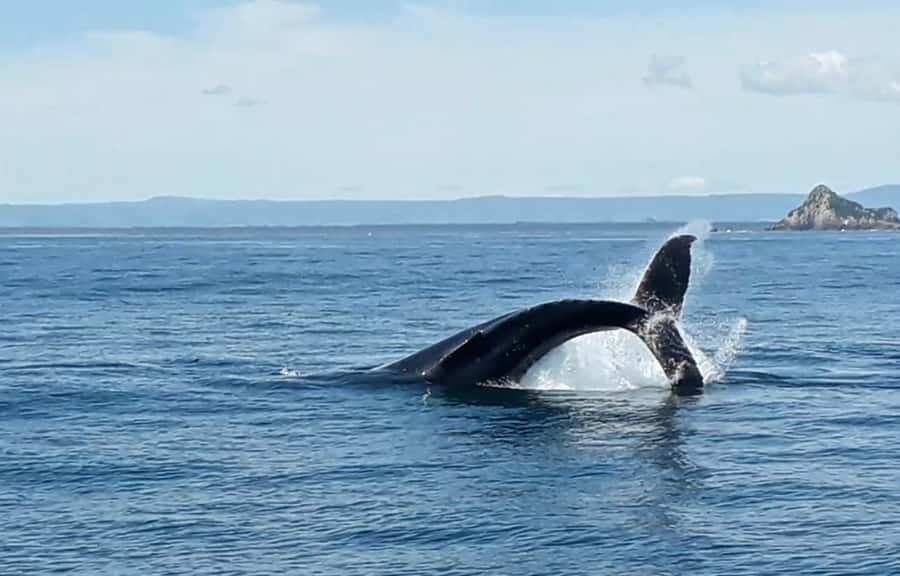 From Tauranga: Half-Day Swimming with Dolphins Tour - When swimming with dolphins is allowed