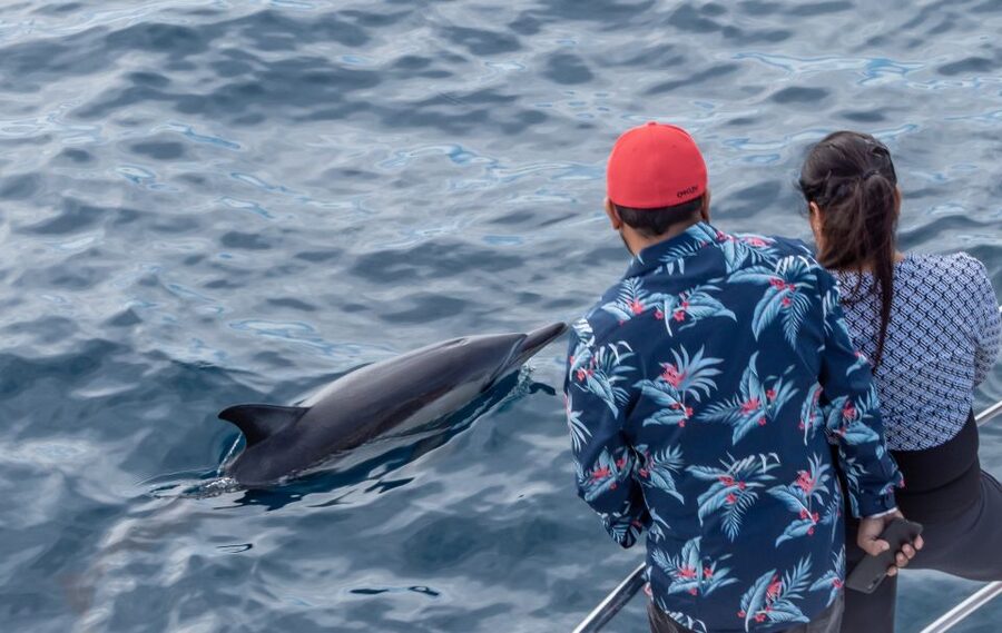 From Tauranga: Half-Day Swimming with Dolphins Tour - Rough seas and sensible decisions