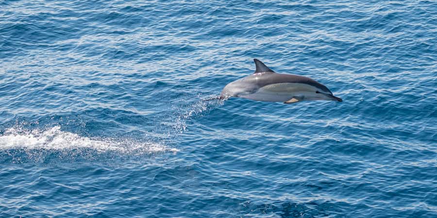 From Tauranga: Half-Day Swimming with Dolphins Tour - What the five hours feel like