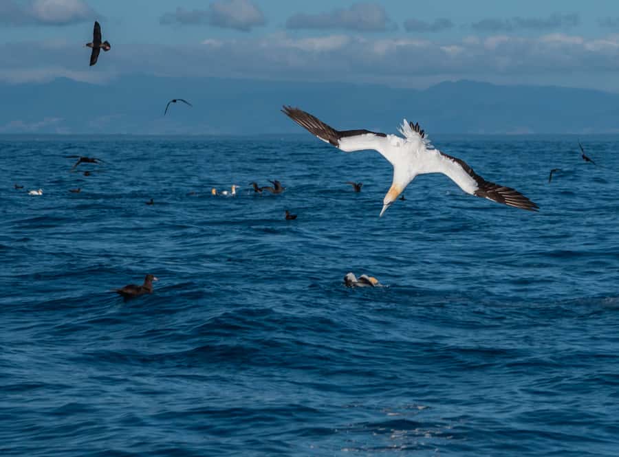 From Tauranga: Half-Day Swimming with Dolphins Tour - Is the tour respectful and well managed?