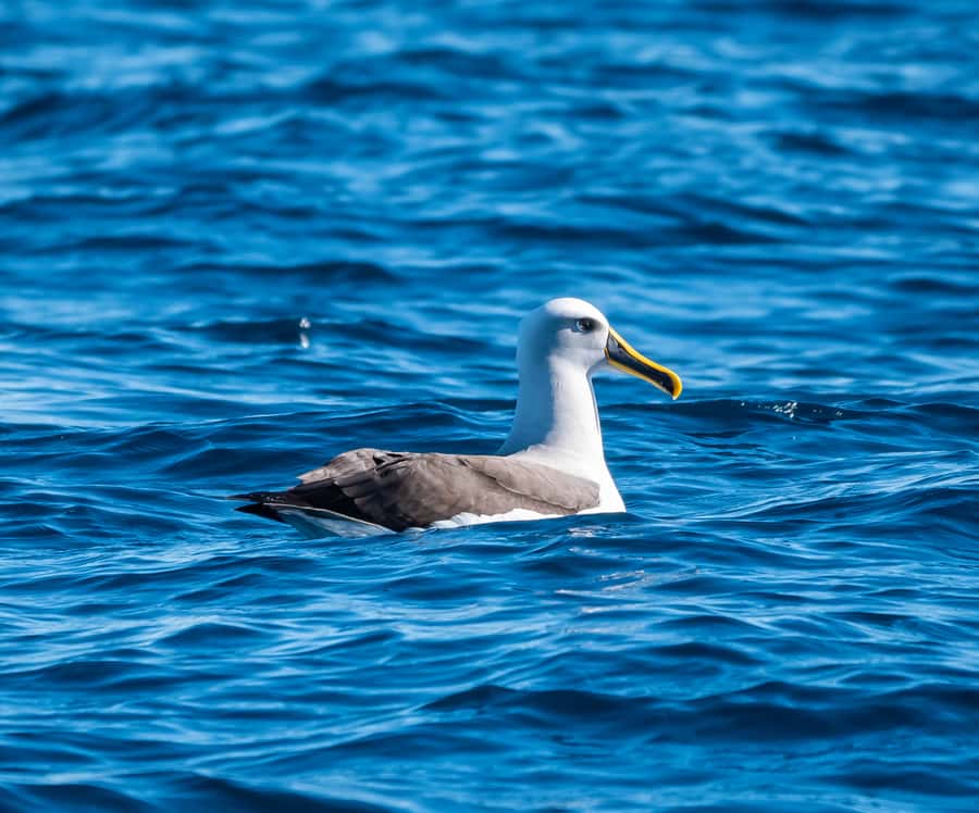 From Tauranga: Half-Day Swimming with Dolphins Tour - Who should book this Tauranga dolphin trip?