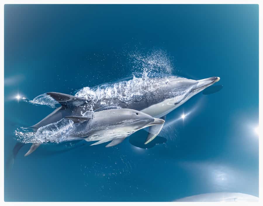 From Tauranga: Half-Day Swimming with Dolphins Tour - Searching for dolphins in the Bay of Plenty