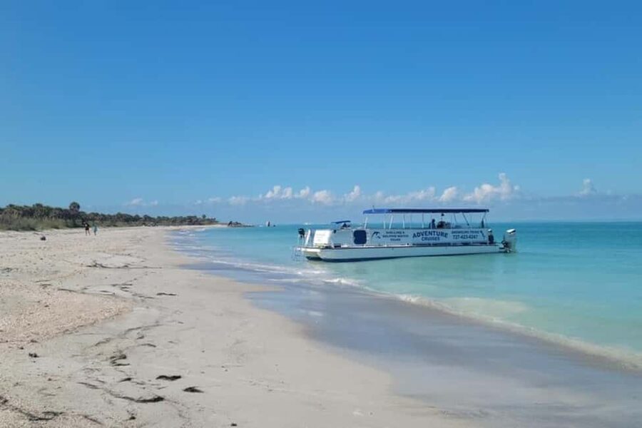 From Treasure Island: Dolphin Watching and Shelling Cruise - Key points at a glance