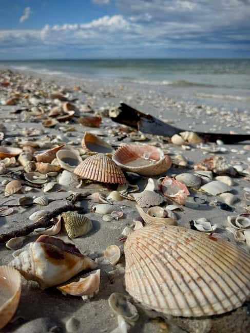 From Treasure Island: Dolphin Watching and Shelling Cruise - Starting at Sea Dog Brewing Co. in Treasure Island