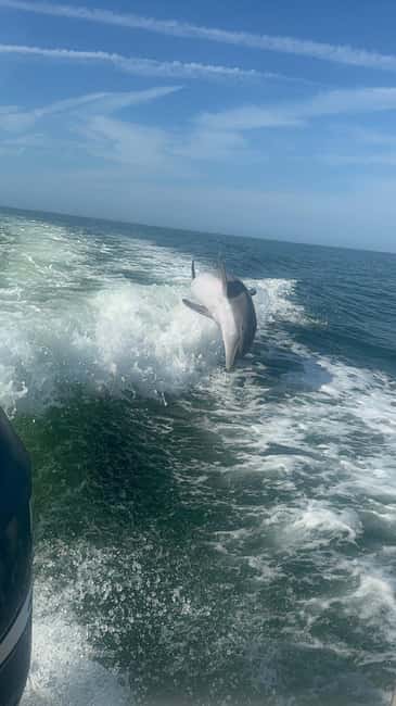 From Treasure Island: Dolphin Watching and Shelling Cruise - Reaching Shell Key Preserve