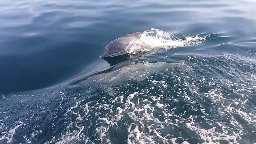 From UAE: Musandam Khasab Dolphin Watching Trip with Lunch - The early road from the UAE to Khasab