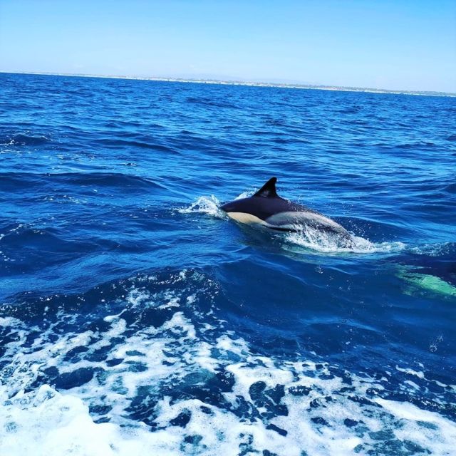 From Vilamoura: 2.5-Hour Benagil Cave and Dolphins Boat Tour - The ride west along the Algarve coast