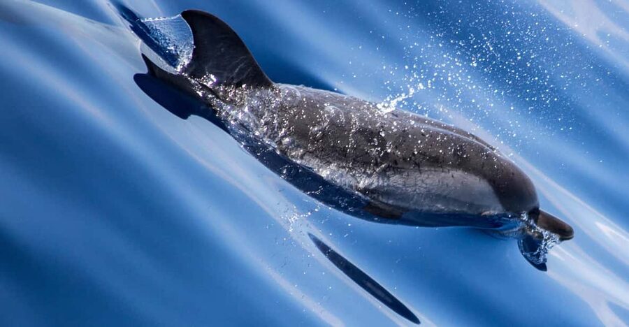 From Villefranche-sur-Mer: Guided Dolphin-Watching Tour - Setting out from Villefranche-sur-Mer
