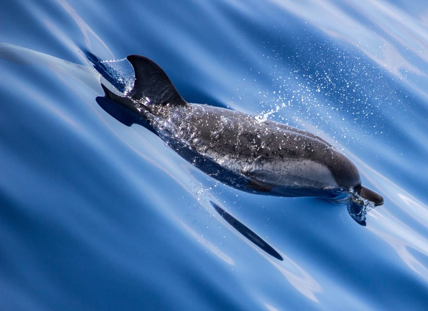 From Villefranche-sur-Mer: Guided Dolphin-Watching Tour - Four hours of searching the open sea