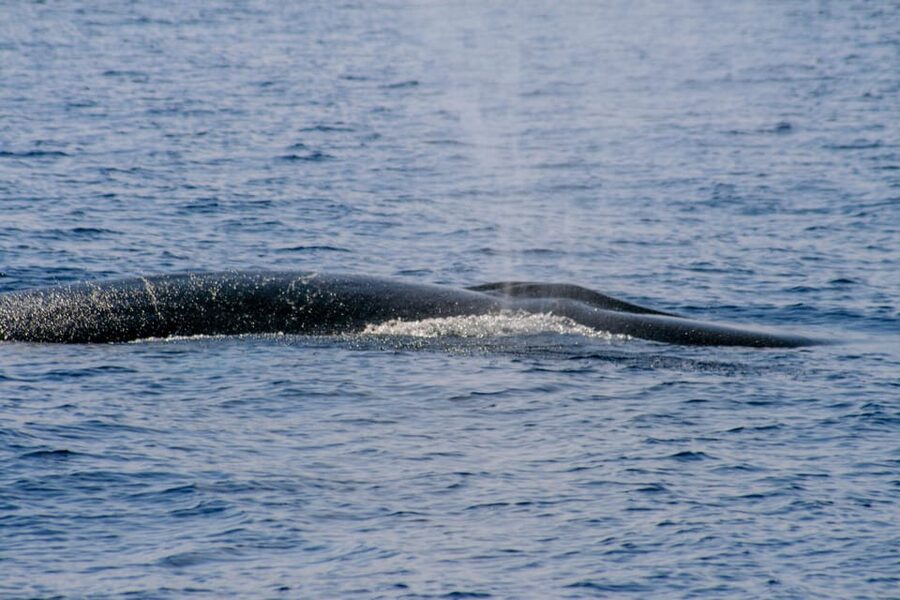 From Villefranche-sur-Mer: Guided Dolphin-Watching Tour - The guide and language setup