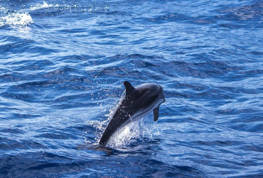 From Villefranche-sur-Mer: Guided Dolphin-Watching Tour - Weather, cancellations, and the no-guarantee rule