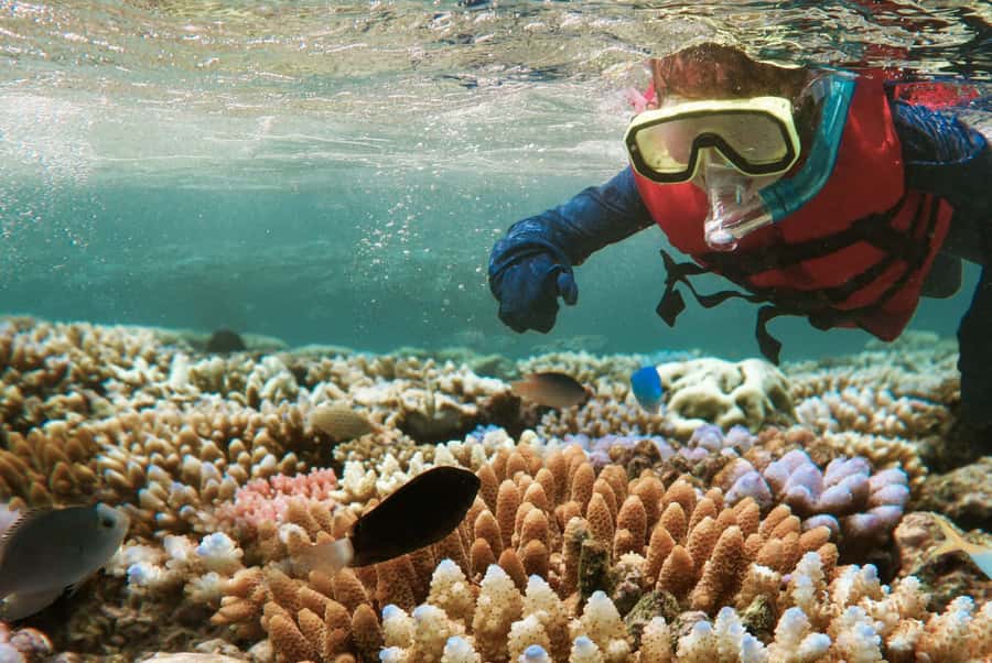 From Zanzibar: Mnemba Boat Tour with Snorkeling & Dolphine - Setting out from Nungwi or Kendwa