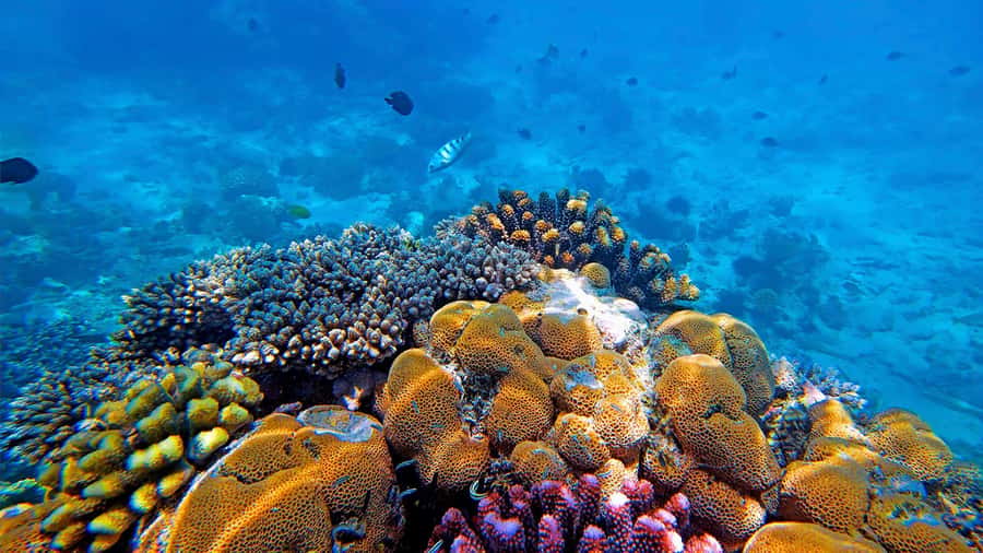 From Zanzibar: Mnemba Boat Tour with Snorkeling & Dolphine - Who should book this Mnemba tour?