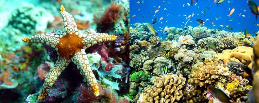 From Zanzibar: Mnemba Boat Tour with Snorkeling & Dolphine - Practical ways to improve your morning