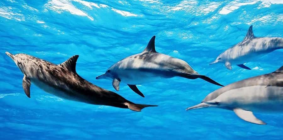 From Zanzibar: Mnemba Boat Tour with Snorkeling & Dolphine - Looking for dolphins in open water