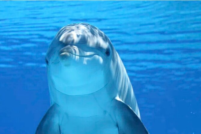 Ft Myers Beach 2 Hour Tiki Pub Fun in the Sun Dolphin Cruise - Key points to know before you book