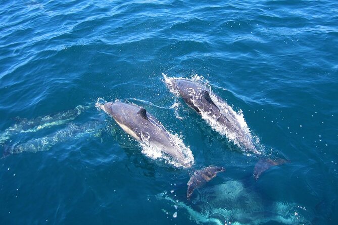 Ft Myers Beach 2 Hour Tiki Pub Fun in the Sun Dolphin Cruise - Public cruise or private tiki rental