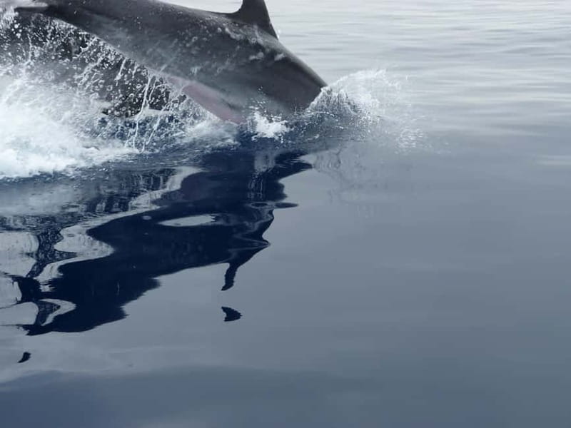 Fuengirola : 2 hours LUXURY Yacht Dolphin Trip DRINKS SNACKS - Setting out from Fuengirola harbor