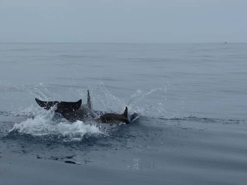 Fuengirola : 2 hours LUXURY Yacht Dolphin Trip DRINKS SNACKS - A yacht cruise with dolphins as the main event