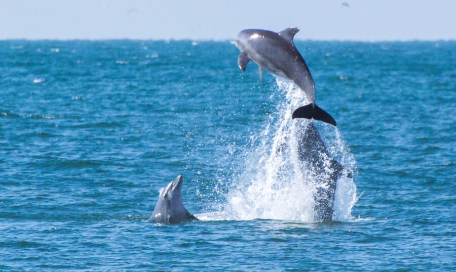 Fuengirola : 2 hours LUXURY Yacht Dolphin Trip DRINKS SNACKS - The crew and the tone of the outing