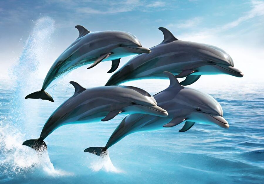 Fuengirola : 2 hours LUXURY Yacht Dolphin Trip DRINKS SNACKS - Who will enjoy this Fuengirola boat trip