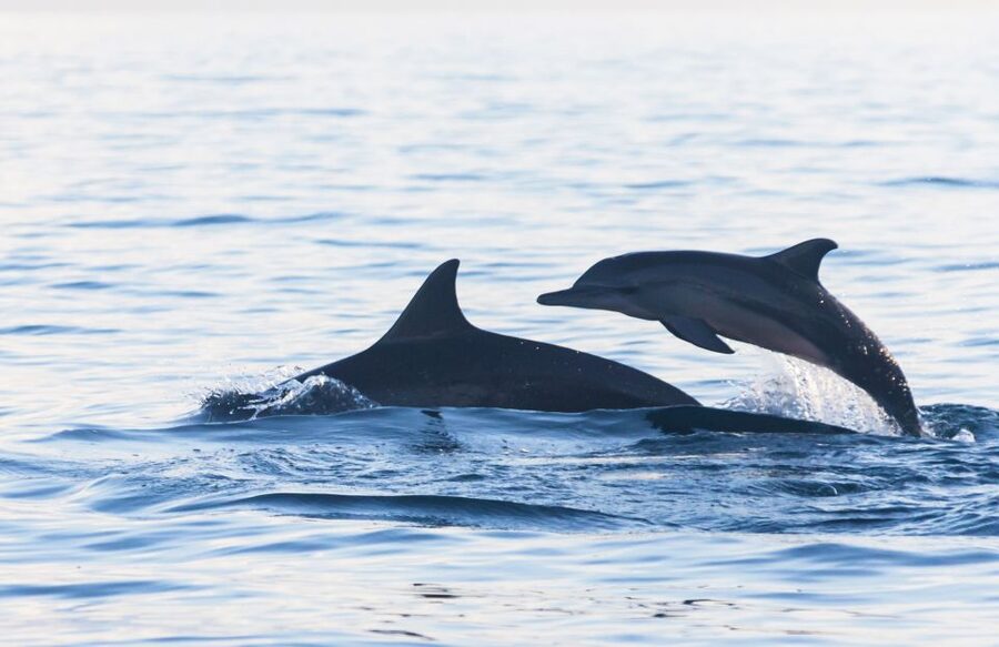 Fuengirola : 2 hours LUXURY Yacht Dolphin Trip DRINKS SNACKS - FAQ