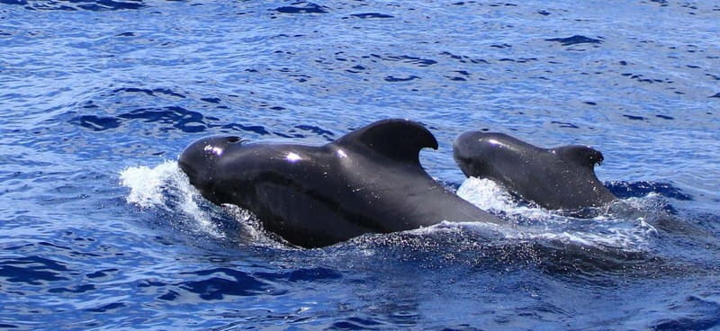 Fuerteventura: Dolphin watching and Lobo Island Combo Cruise - Searching for dolphins, pilot whales, and turtles