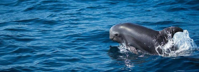 Fuerteventura: Dolphin watching and Lobo Island Combo Cruise - The Corralejo departure and the ride north
