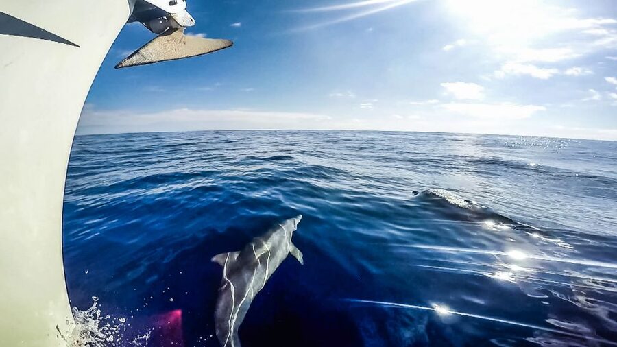 Fuerteventura: Sailing with Snorkeling and Dolphin Watching - How much value do you get for $104?