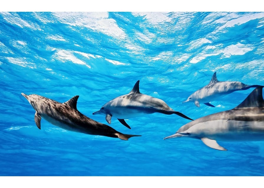 Fuerteventura: Whale & Dolphin Watching Boat Tour with Guide - Key points at a glance