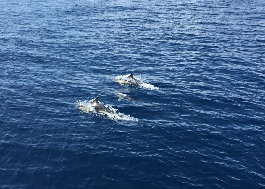 Fuerteventura: Whale & Dolphin Watching Boat Tour with Guide - A catamaran ride with room to look around