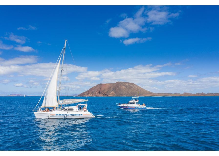 Fuerteventura: Whale & Dolphin Watching Boat Tour with Guide - Swimming near La Concha Beach