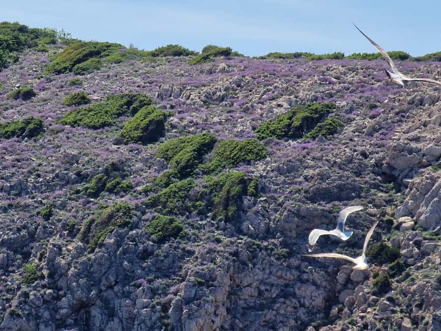 Full day boat-trip Medulin, blue Cave, Cres + dolphin search - Key details before you book