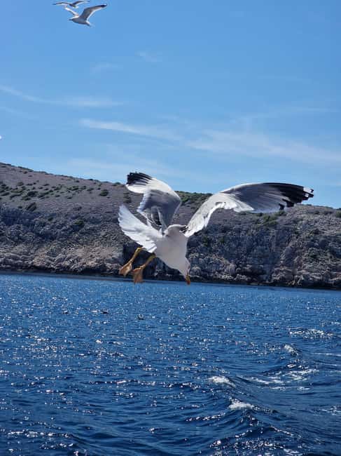 Full day boat-trip Medulin, blue Cave, Cres + dolphin search - One hour at Plava Grota