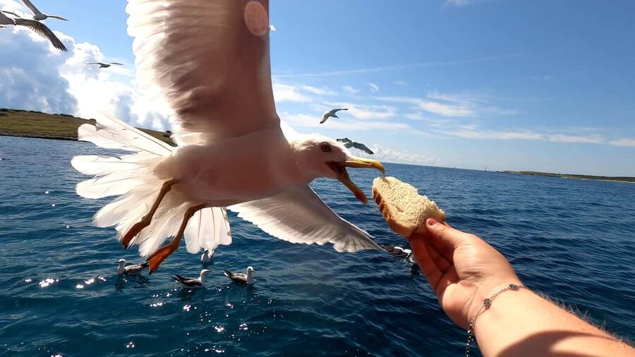 Full day boat-trip Medulin, blue Cave, Cres + dolphin search - The return cruise and dolphin search