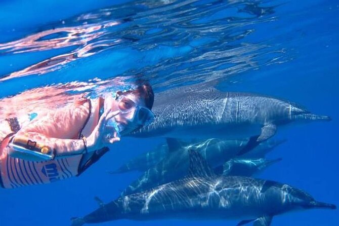 Full-day Dolphin House And Swim With Dolphin - A low-cost day on the Red Sea