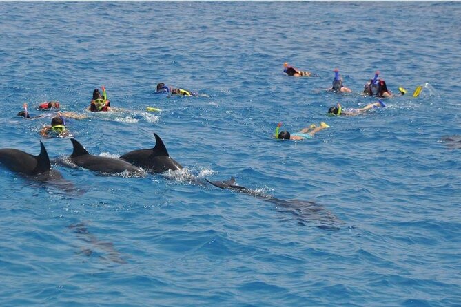 Full-day Dolphin House And Swim With Dolphin - Two 45-minute snorkeling stops