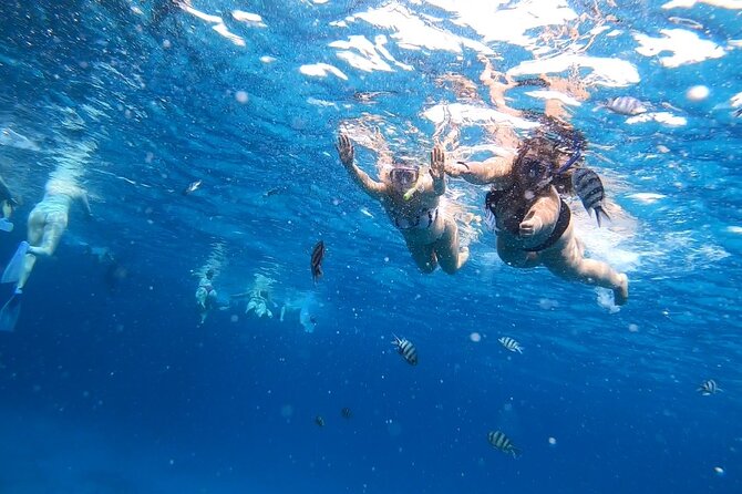 Full-day Dolphin House And Swim With Dolphin - The crew and the feel of the day