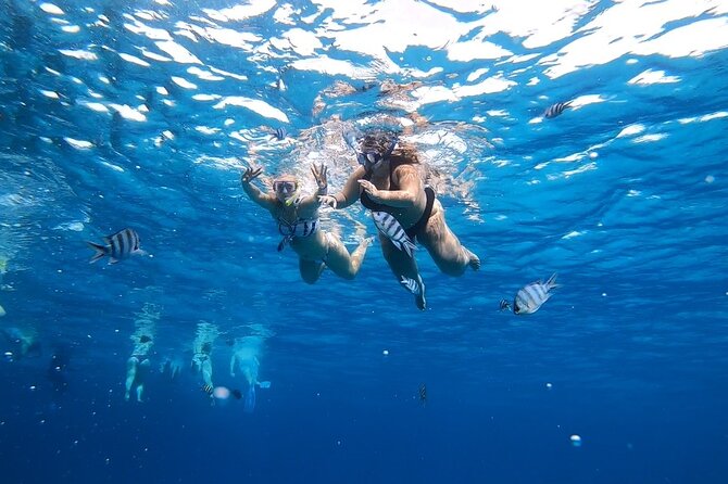 Full-day Dolphin House And Swim With Dolphin - Extra charges and the real cost