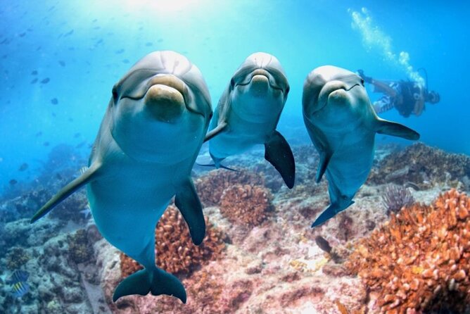 Full-Day Dolphin House from Hurghada - Key points to know before booking