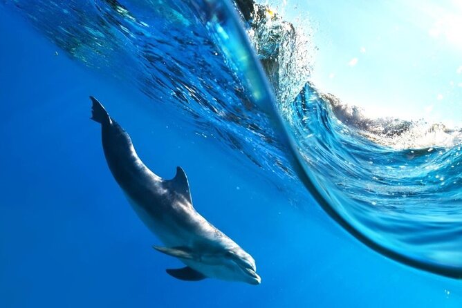Full-Day Dolphin House from Hurghada - What makes the organization useful